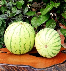 watermelon white tiger